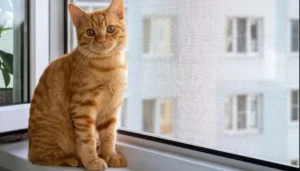 Beşiktaş Kedi Sinekliği