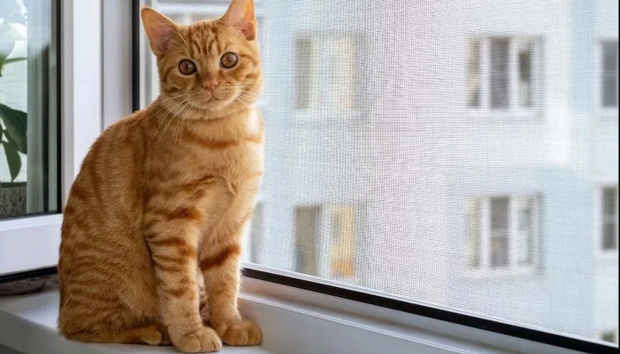 Beşiktaş Kedi Sinekliği